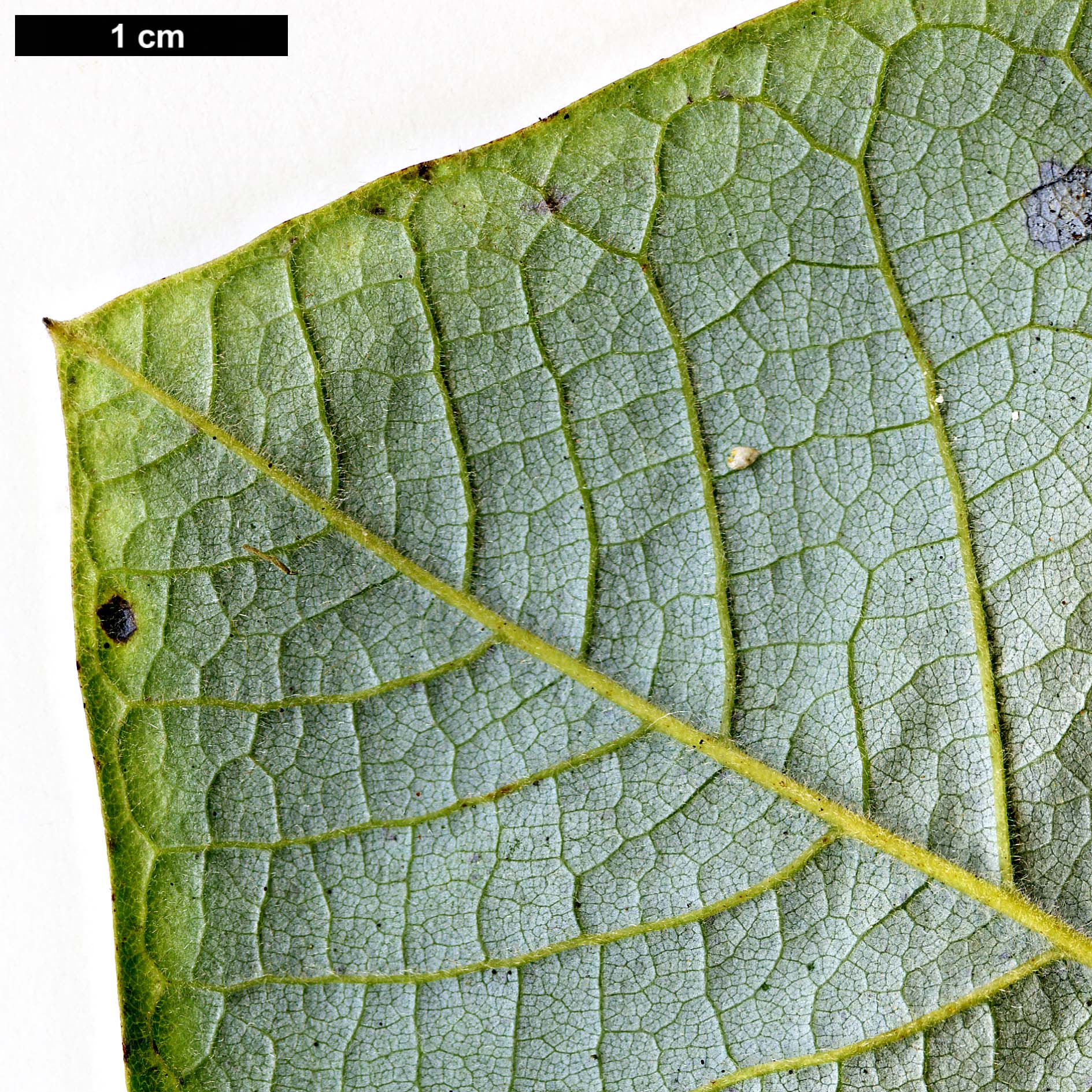 High resolution image: Family: Magnoliaceae - Genus: Magnolia - Taxon: macrophylla - SpeciesSub: var. dealbata High resolution image: Family: Magnoliaceae - Genus: Magnolia - Taxon: macrophylla - SpeciesSub: var. dealbata